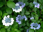 oogamiyamajinjya.6.30 004.jpg