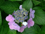 oogamiyamajinjya.6.30 005.jpg