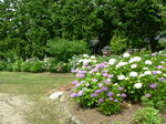 oogamiyamajinjya.6.30 019.jpg