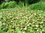 oogamiyamajinjya.6.30 020.jpg