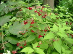 oogamiyamajinjya.6.30 029.jpg